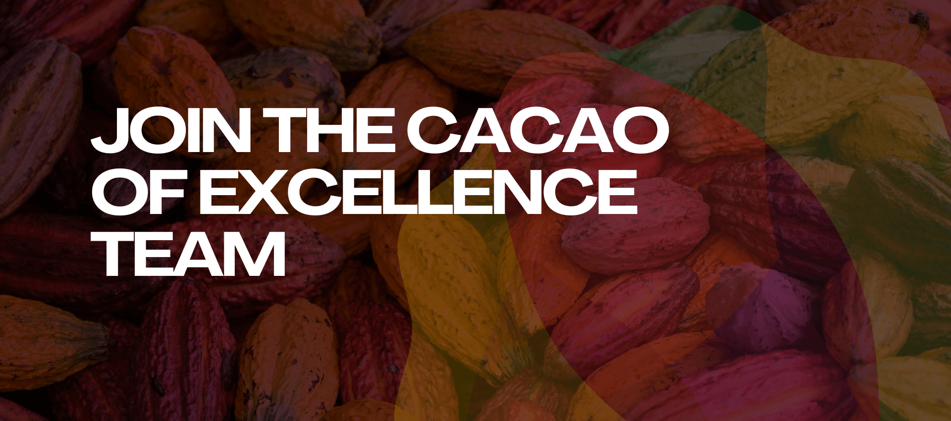 News Cacao Of Excellence News Cacao Of Excellence